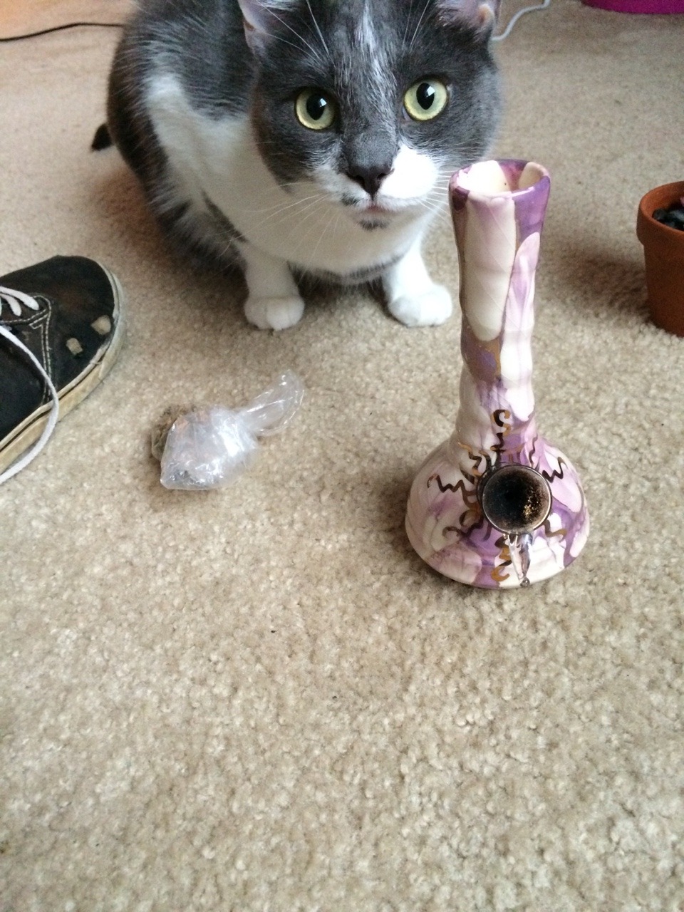 inhalethcdroplsd:  Dina wants the dank