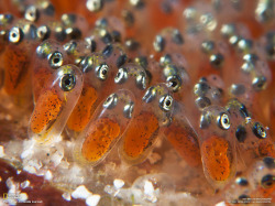 sixpenceee:  The eyes of the developing clownfish