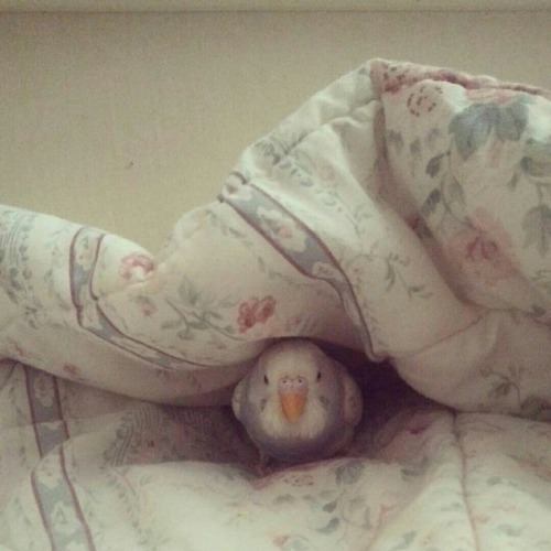 If Grimmer Had A Pet He Would Have A Little Parakeet 