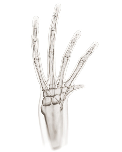 Comparative Illustrations Of Hands For National Geographic Magazine ByBryan Christie Design
