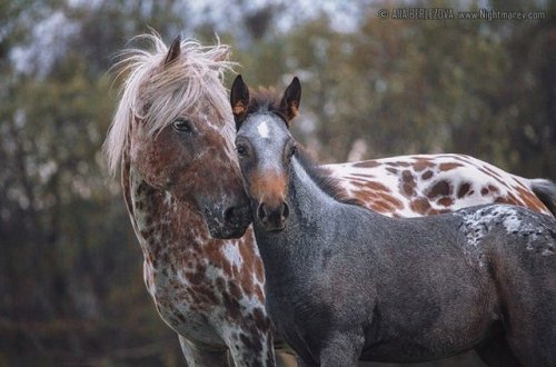 scarlettjane22: Alla Berlezova Photography Heart of a Horse