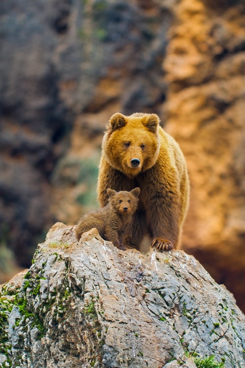 beautiful-wildlife:  My First Eye-Contact by Rob Janné  Good morning, Tumblrs.