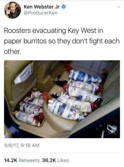 weavemama:  shoutout to the person who cared enough to save the burrito bird bois from a major hurricane