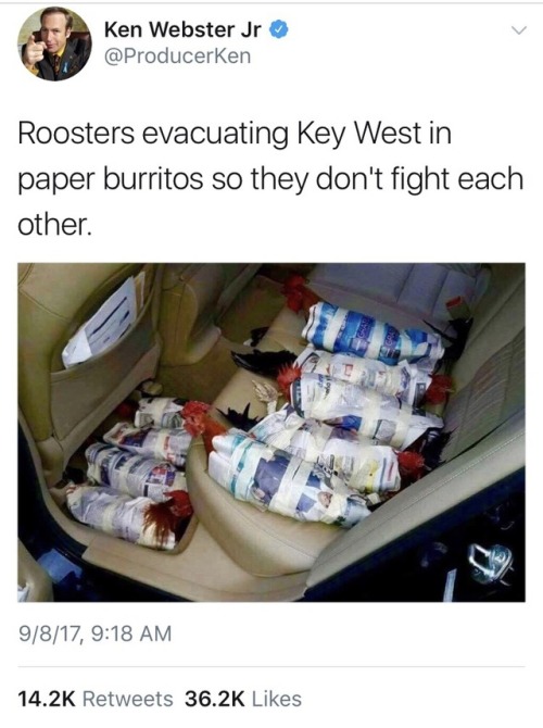 weavemama: weavemama: shoutout to the person who cared enough to save the burrito bird bois from a m