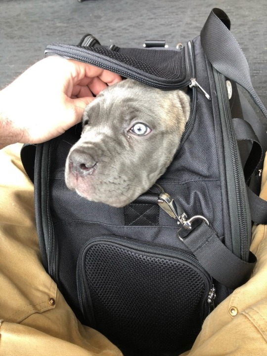Wheels rolling and I’m NYC bound with little Bella! A very excited buyer and family waiting for this little bundle of love and I can’t blame them ❤️