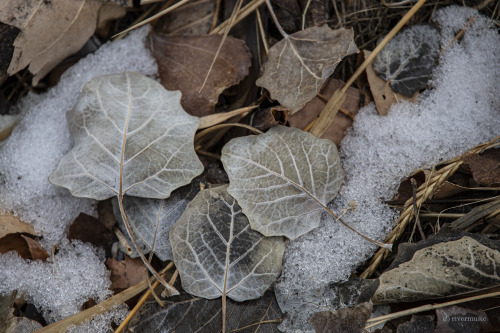 Earth-tone leaves of Poplar and Oak along a river trail: &copy; riverwindphotography, November 2
