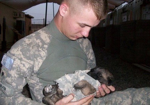 wonderous-world:  Canines With a Cause (CWAC) is a not-for-profit organization devoted