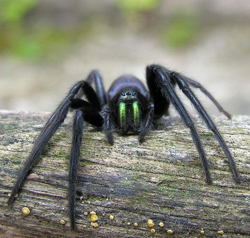 awesomearachnids:  The Tube Web Spider (Segestria florentina) of central Europe. This beautiful species is identified by its iridescent green chelicerae (fangs) and velvety black body. Tube web spiders usually make their tubular web homes inside of cracks