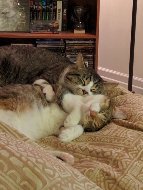 lindsmorr: Have a picture of my cats.