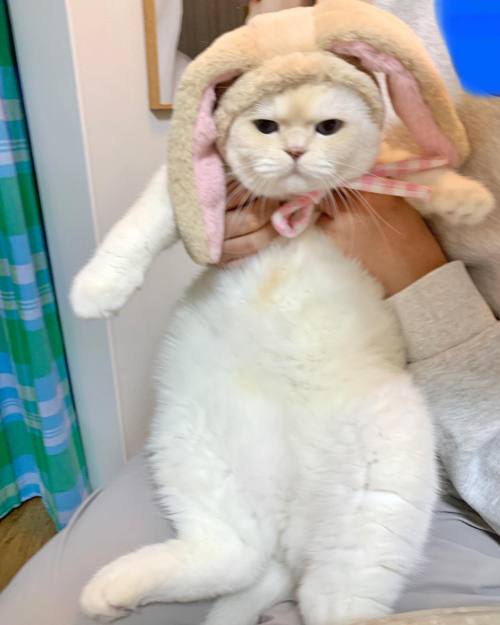 julieterbang:  soonmoo_cat