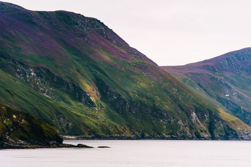 mysterious-mind-dreams: Isle of Man Purple Heather Blom by  Mikael Buck
