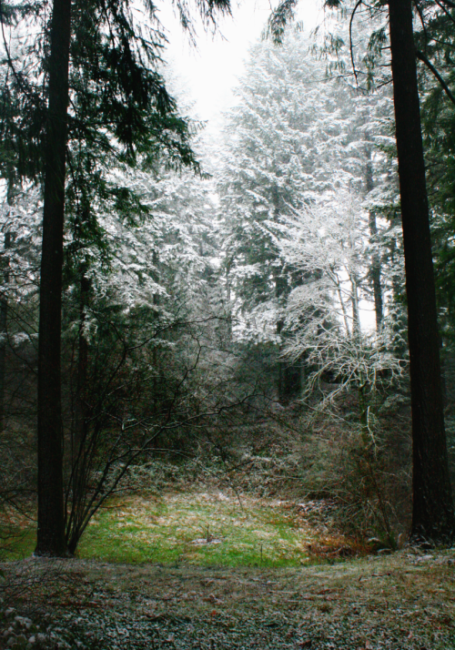 quiet-nymph:Pacific Northwest photography by Michelle N.W.☼Print Shop☼ ☼Blog☼☼ Please do not remove 