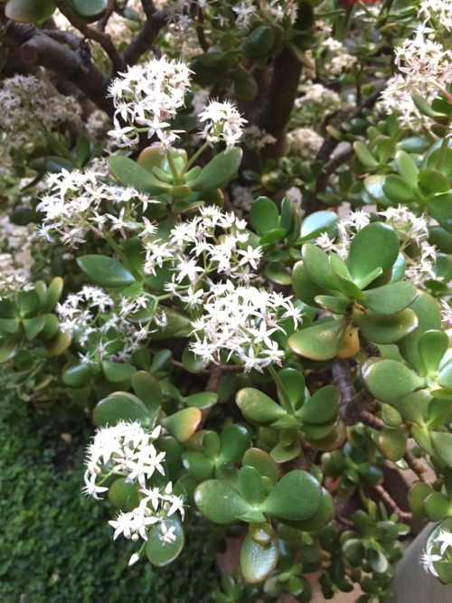 Flowering Jade