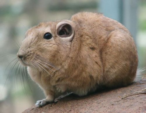 amnhnyc:Have you ever heard of the gundi (Ctenodactylus gundi)? It’s a wild rodent that’s native to 