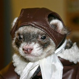 androgyn:  snakecats:  the ferret twins, us brothers two we don’t do things most ferrets do i am a painter, bold and proud my strokes precise, my colors loud i illustrate for ferretkind with shades and hues both intertwined i am a pilot, in command