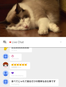 1kook:  superattacku:  Last night at 10pm EST, GooglePlay streamed a real life version of their popular phone game “Neko Atsume”, placing cats that looked the same as the one in the game into a room with various toys (also available in-game) and filmed