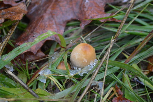 Mushroom on the first day of snow this year, Traverse City, MI.