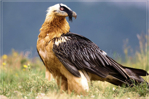 Bearded Vulture (Gypaetus barbatus) © Cornelis Bakker