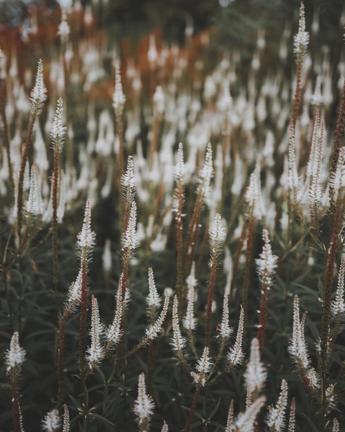 Instagram | Thewildwoodmoth