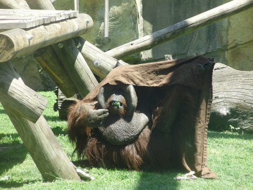 Orangutan 7 on Flickr. Orangutan at the Toledo Zoo. Toledo, Ohio.