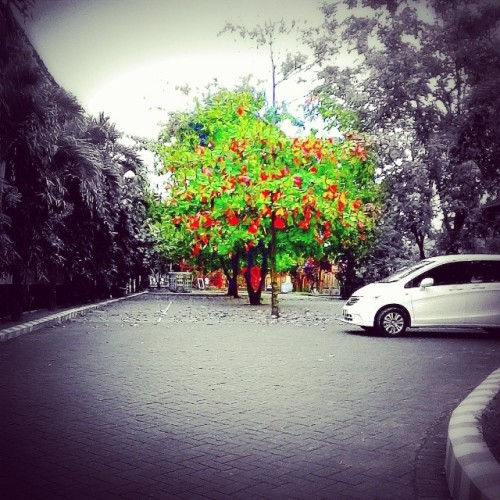 Trees - Parkiran Mobil SMAN 8 MALANG (SMARIHASTA) #tree #trees #green #red #parking #car #alone #sep