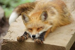 everythingfox:A fox in the Miyagi Zao Fox Village chillin’ on some wood &lt;3