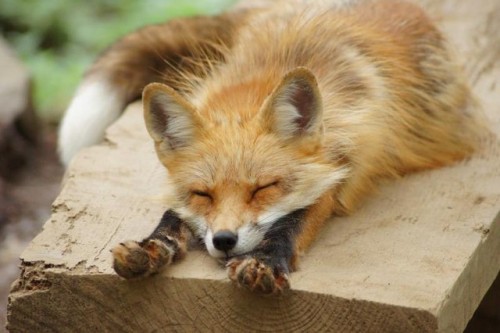 everythingfox:A fox in the Miyagi Zao Fox Village chillin’ on some wood