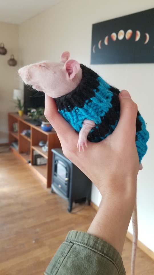 hexgirlz:threeleggedgoat:My coworker knitted my rat a sweater@seenymphe