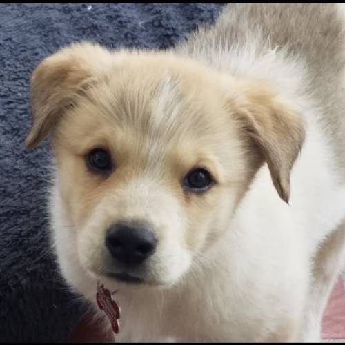 I’m getting a puppy! A pyrenees-mixhe’s playful and already growing so big. I can’