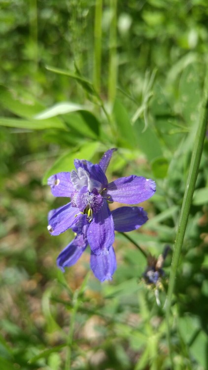 Delphinium nuttallianum is in the buttercup family Ranunculaceae. Commonly known as twolobed larkspu