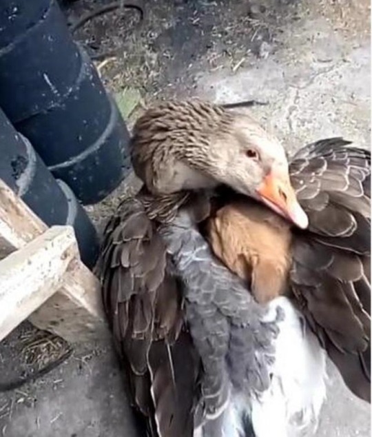 Heartwarming scene of a goose keeping a puppy warm with its wings after it is abandoned on the street – AnimaLovers