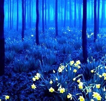 Yellow And Blue, Black Forest, Germany