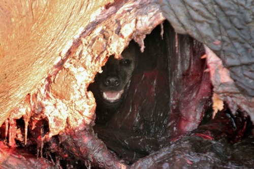 rotten-jaws:HYENA GORE HYENAAAS!!!!