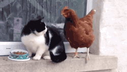 gifsboom: Cats and chicken compete for food. [video] 