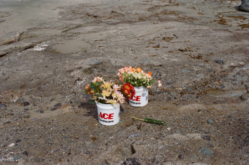 yerinmok:  Flowers in buckets, 2014 