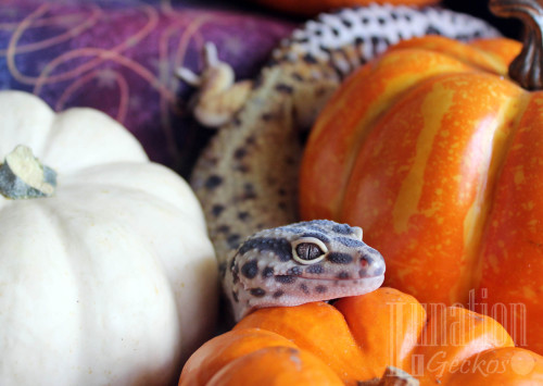 lunationgeckos:  There are so many pumpkins at my house right now. 