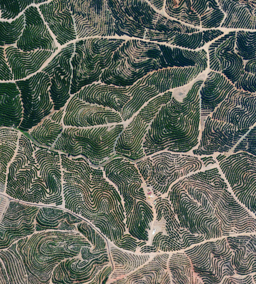 dailyoverview: Citrus trees cover the landscape like fingerprints in Isla Cristina, Spain. The clima