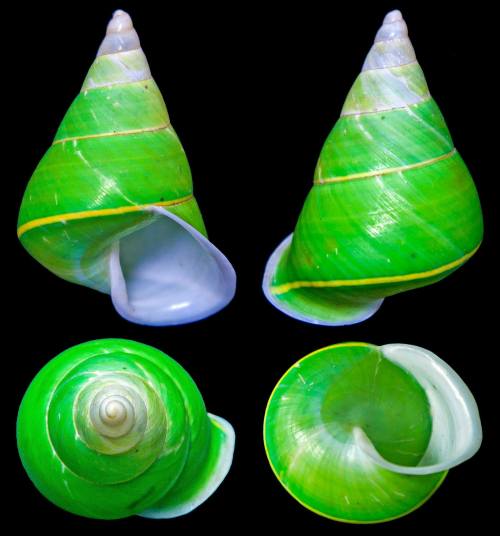 Emerald GreenThe Emerald Green Snail (Papustyla pulcherrima) lives in rainforest trees, where its ou