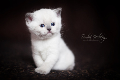  Simba Iceberg Harry ❤ Scottish Straight blue point kitten is 31 days old (d.o.b. 25.03.2017) 