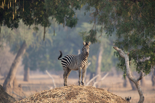 Plains Zebra (Equus quagga)