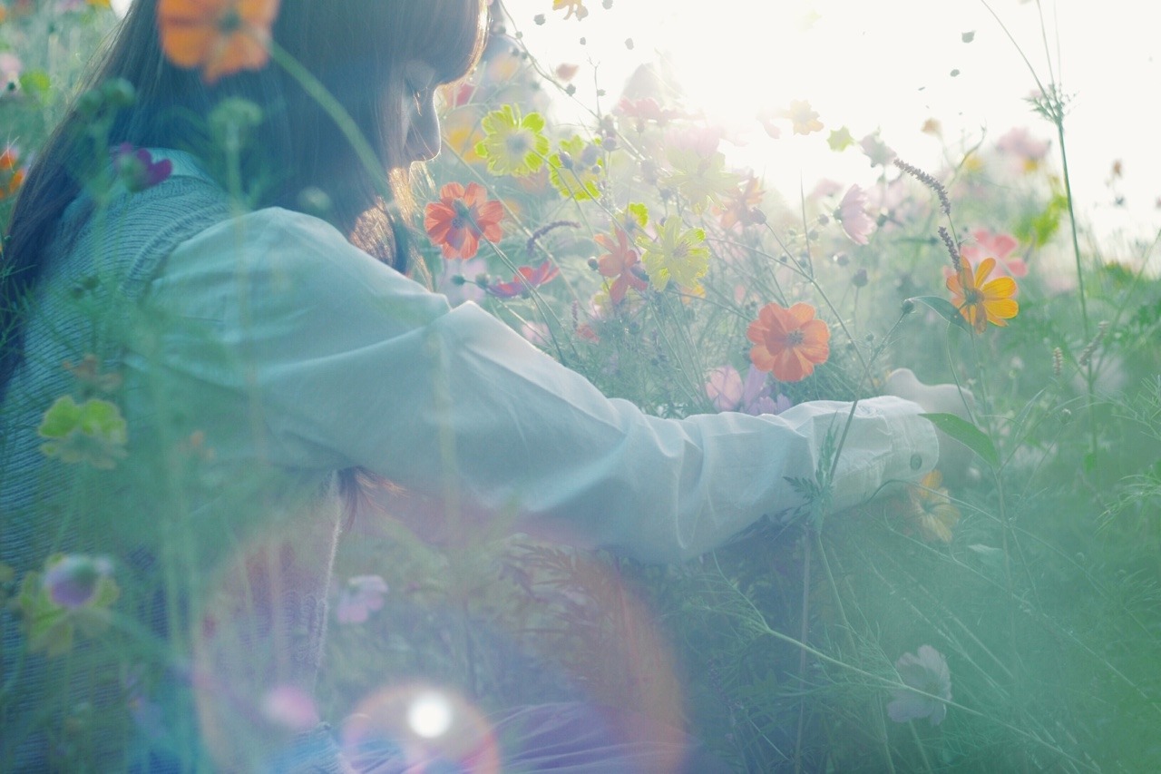 haruwagnus:  fuka09:  amenoto:  コスモス祭り * 関西の皆様ありがとう♡