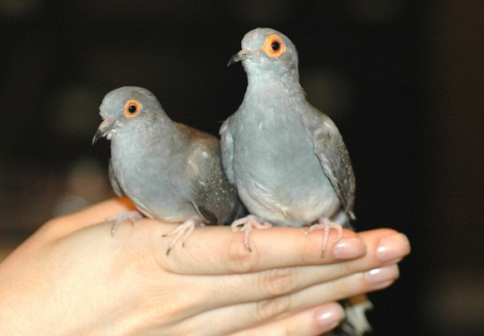 tiny-feisty-gay: snarg:  stereofeathers:  tawghasa:  hot-honey-fag:  slash-queen:  todaysbird:   remember: the ‘holy’ white doves are just white rock doves, aka the common pigeon!  Doves are just pigeons with white privilege   Also can we talk about