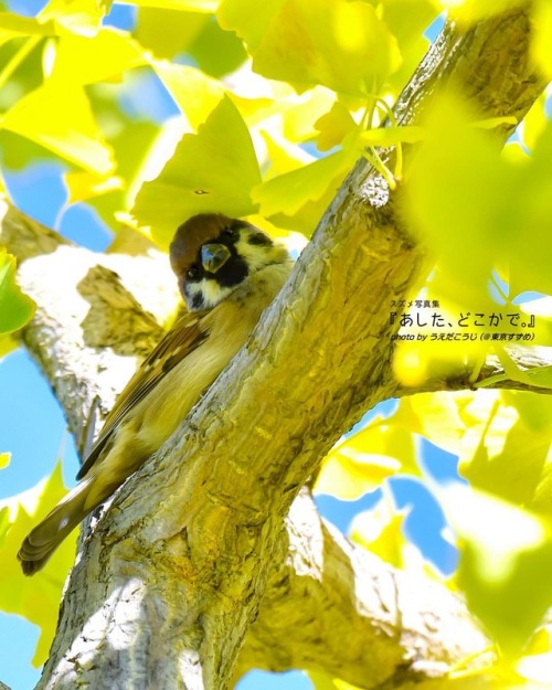 tokyo-sparrows: みんなカゼ、ひかないでね〜（おじさんも♪） . #読書の秋 にいかがですか？ #スズメ写真集『あした、どこかで。』 １、２、３好評発売中 『あした、どこかで。３』発売記