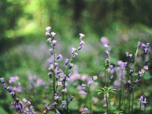 sunfl0wer-spirit: Bluebells on film • Pentax k1000