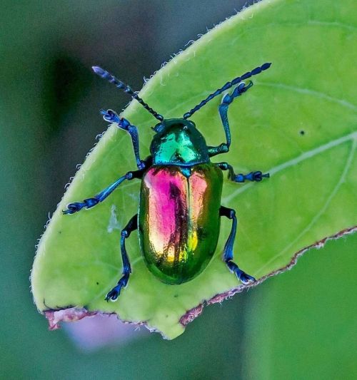 amnhnyc:Shine bright and bold, like the dogbane leaf beetle (Chrysochus auratus)! This iridescent in