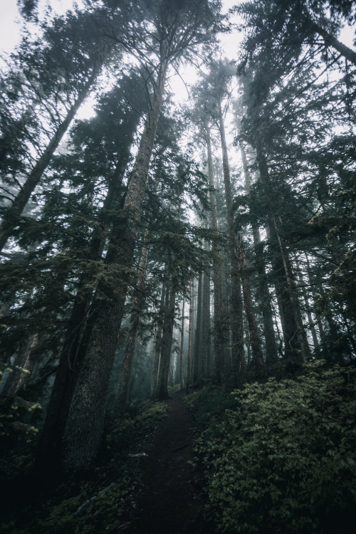 jscuttish:A Few Trees To Hug.by Jason ScottishIG: jscottish