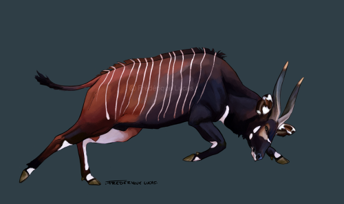 “Fite me” Another coloured antelope sketch, this time a bongo - also a big favourite. This handsome 