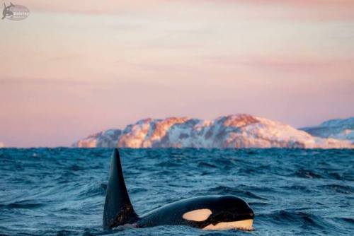 theblackcatsays: Orcas in Norway on January 26, 2019 Source: (x)