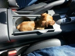 stevedogarty:  dog sits in cup holder 