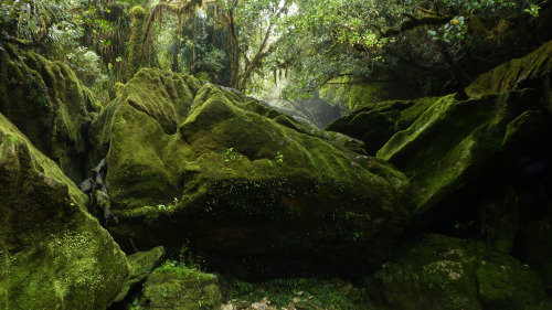 90377: A Collapsed Cave by Steve Reekie The huge mossy limestone boulders that fill this section of 